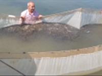 آغاز رهاسازی بچه‌ماهیان استخوانی در رودخانه‌های مستعد مازندران