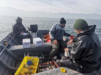 آغاز نمونه‌برداری از قفس‌های پرورش ماهی در غرب مازندران