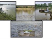 دستیابی به فناوری تکثیر میکروجلبک‌های بومی گیلان