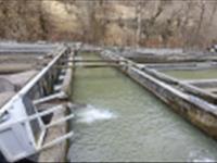 برگزاری رویداد ترویجی روز مزرعه در راستای ارتقای سلامت قزل‌آلای کوهستانی