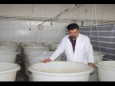 ارزیابی تأثیر مکمل‌های سین‌بیوتیک بر رشد و بازماندگی میگوی سفید غربی در پژوهشکده