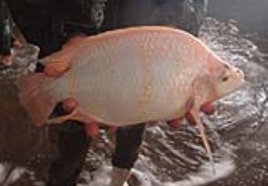 گزارشی از پرورش ماهی تیلاپیا در کشور عربستان