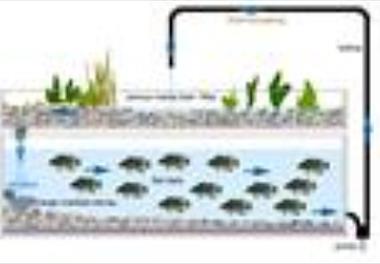 اهمیت و روش پرورش ماهی در سیستم آکوآپونیک 
