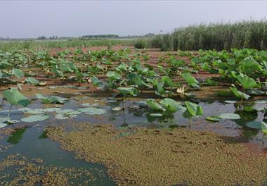 گیاه غیر بومی ومهاجم آزولا بار دیگر سطح منابع آبی استان گیلان را پوشاند