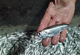 لزوم توجه به مدیریت صید مسئولانه کیلکا ماهیان در دریای کاسپین