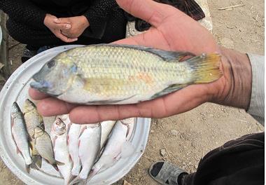 مشاهده دو گونه از  تیلاپیا در آبهای استان خوزستان 