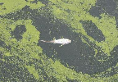 افزایش تراکم برخی جلبک های مضر دریاچه چیتگر 