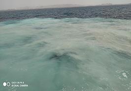 آغاز بررسی پدیده تغییر رنگ آب دریای عمان - چابهار