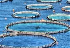 الگوی کشت آبزیان ابلاغ شد