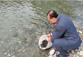 ۷۷۳۶ قطعه بچه‌ماهی آزاد در رودخانه چشمه‌کیله تنکابن رهاسازی شد