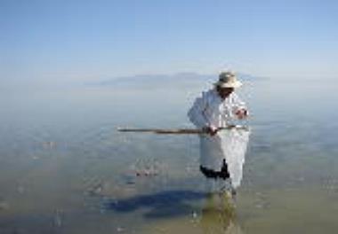 آخرین وضعیت آرتمیا در دریاچه ارومیه