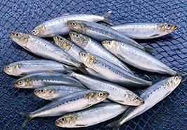 خام‌فروشی و جای خالی سودآوری ساردین‌ماهیان