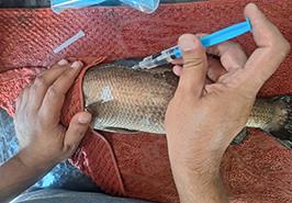 موفقیت پژوهشکده آبزی‌پروری جنوب کشور در تکثیر ماهی باس دریایی با هورمون‌های آهسته‌رهش