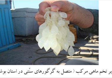 کاهش تدریجی میزان صید ماهی مرکّب ببری (Sepia pharaonis) در استان بوشهر