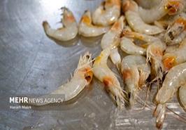 باکتری AHPND تولید میگو را به ۵۰ هزار تن در سال کاهش داد