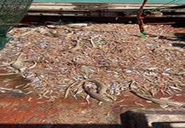 بررسی وضعیت ذخایر میگو در خوزستان برای تضمین پایداری و توسعه اقتصادی صیادان