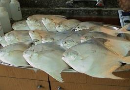 ممنوعیت صید ماهی حلوا سفید در آب های خوزستان و بوشهر