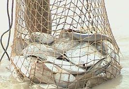 ممنوعیت صید ماهی حلوا سفید در آبهای خوزستان و بوشهر