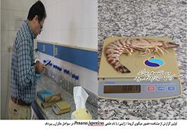 مشاهده میگوی کروما (ژاپنی) برای نخستین‌بار در سواحل مکران_– بیردف