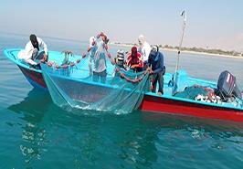 گشت دوم بررسی وضعیت صید و ذخیره ساردین ماهیان آبهای استان بوشهر
