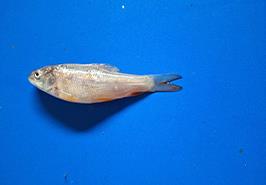 دستیابی به دانش فنی تکثیر مصنوعی سس سر بزرگ؛ انتقال لاروها به ایستگاه فومن برای رشد و پرورش