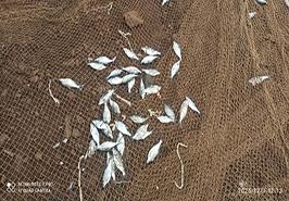 بازدید تیم مشترک شیلات و مراکز تحقیقاتی از عملیات صید شرکت‌های تعاونی صیادی