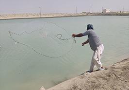 گروه مستندسازی جهاد کشاورزی از پروژه‌های تولید ماکرو جلبک و پرورش ماهی باس دریایی بازدید کرد