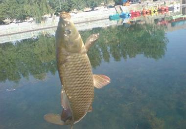 رهاسازی بچه ماهی کپور تالابی برای اولین بار در کشور