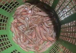 اقدام حیاتی برای حفظ اکوسیستم دریایی، ممنوعیت صید میگو در خوزستان