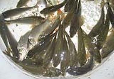 بررسی پرورش متراکم ماهی کپور در تانک های فایبر گلاس و یا استخرهای بتونی با استفاده از پلت 