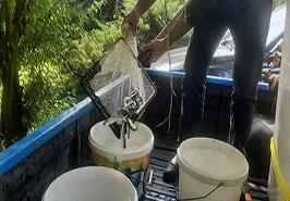 رهاسازی ۵۱۰۰ بچه‌ماهیان آزاد در رودخانه چشمه‌کیله تنکابن