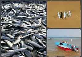 اعلام ممنوعیت صید ساردین ماهیان در آبهای استان بوشهر