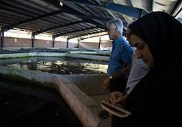 بازدید محققین معین انستیتو ماهیان خاویاری از مزرعه خاویار طلایی