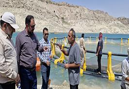 آغاز ذخیره‌سازی بچه‌ماهی کپور در قفس‌های سد مارون