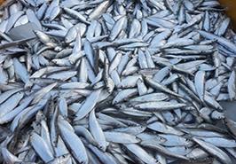 آغاز تصویربرداری مستند علمی «پژوهش و کشاورزی» در مؤسسه تحقیقات علوم شیلاتی کشور