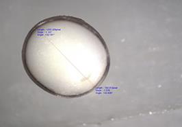 دستیابی محققان انستیتو تحقیقات بین‌المللی ماهیان خاویاری به بیوتکنیک بهینه‌سازی جیره غذایی و کاهش طول دوره رسیدگی جنسی فیلماهیان پرورشی