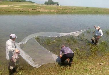 اجرای طرح احیا و حفاظت از تکثیر طبیعی ماهیان استخوانی در رودخانه های استان گیلان