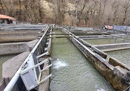 ارتقای سلامت و بهره‌وری قزل‌آلای کوهستانی در رویداد «روز مزرعه» رضوانشهر