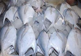 ممنوعیت صید ماهی حلوا سفید در آب‌های خوزستان و بوشهر