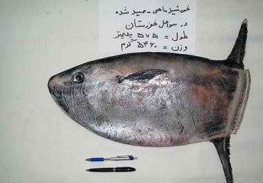 مشاهده مجدد خورشید ماهی در آب‌های خوزستان
