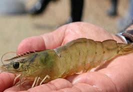 بوشهر میزبان «پنجمین همایش ملی میگوی ایران» می‌شود