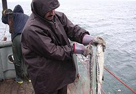 پایبندی کامل ایران به ممنوعیت صید تجاری ماهیان خاویاری