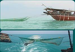 ممنوعیت صید آزاد میگو در آب‌های استان بوشهر از ۲۵ شهریور