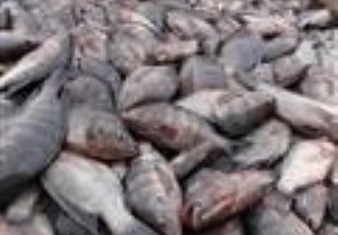 مروری بر تک جنس سازی ماهی تیلاپیا