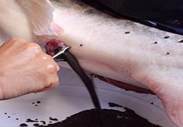 انستیتو تحقیقات بین‌المللی ماهیان خاویاری؛ دستاوردهای نوین در پرورش و حفظ تنوع ژنتیکی