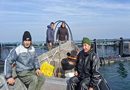 آغاز نمونه‌برداری از قفس‌های پرورش ماهی در غرب مازندران