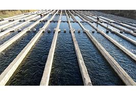 موفقیت پروژه های تحقیقاتی بهره وری آب در مزارع آبزیان