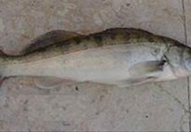 تفاهم نامه همکاری برای معرفی ماهی بومی سوف سفید به پرورش در قفس