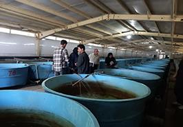 بازدید کارشناسان مؤسسه آموزش و ترویج کشاورزی از مزرعه پرورش ماهی خاویار طلایی