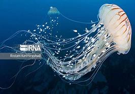 عروس‌های دریایی؛ ژله‌های بی‌مهره با اسرار زندگی شگفت‌انگیز